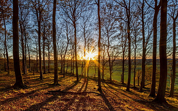 Beautiful Forest, blue, green, sky, beautiful, nature, sun, forest, tree HD wallpaper