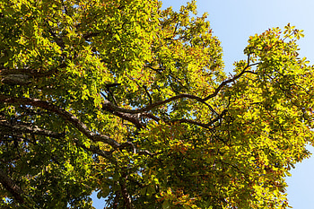 Chestnut tree, Tags, Motosha, stock HD wallpaper