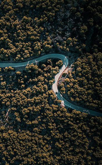 Nature, Trees, View From Above, Road, Winding, Sinuous HD phone wallpaper