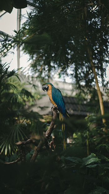 Animals, Parrots, Palms, Bird, Color, Tropics, Coloured, Jungle, Macaw HD phone wallpaper