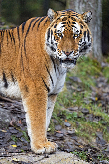 Animals, Predator, Big Cat, Tiger, Paws HD phone wallpaper