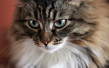 Cat, animal, kitten, pet HD wallpaper