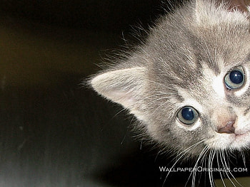 hi there got to love me, baby, kitten, cat, animals HD wallpaper
