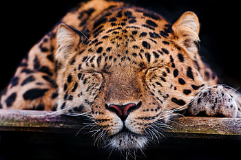Predator, Animals, Leopard, Muzzle, Sleep, Dream HD wallpaper