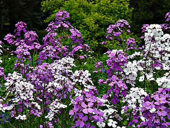 spring mix, purple, pink, wild flowers, flowers, blooms HD wallpaper