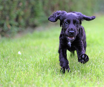 Animals, Stroll, Puppy, Cocker Spaniel HD wallpaper