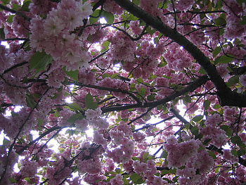 Up close at cherry blossom time, pink, cherry, blooms, branches sky, tree HD wallpaper