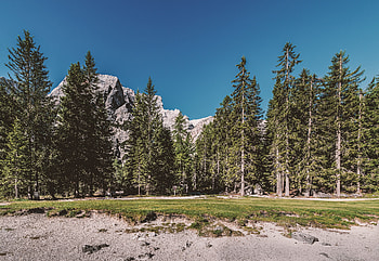 Nature, Trees, Grass, Forest HD wallpaper