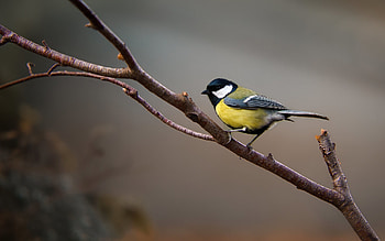 Great Tit, branch, tit, great, bird HD wallpaper
