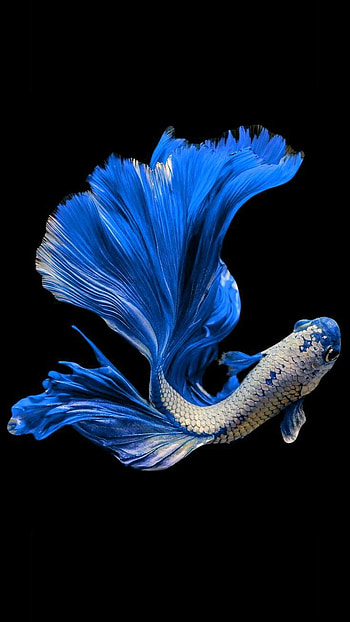 Blue betta in 2021. Betta fish, Dragon fish, Siamese fighting fish HD phone wallpaper