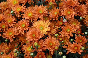 Flowers, Drops HD wallpaper