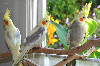 cockatiel , Stunning bird backgrounds, High-resolution , Feathered beauty HD wallpaper