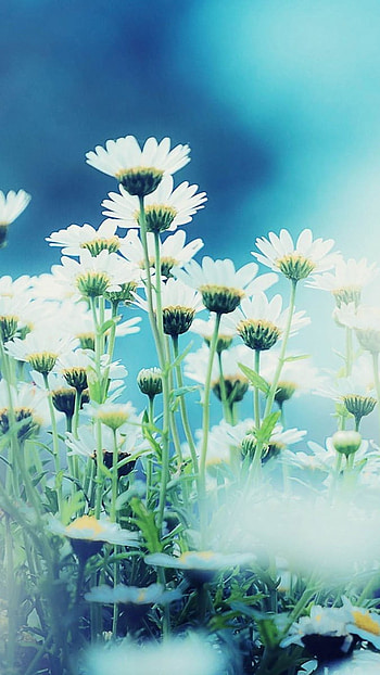May Background, Flowers Beauty HD phone wallpaper
