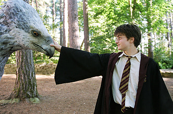 Buckbeak, Let him bow back HD wallpaper
