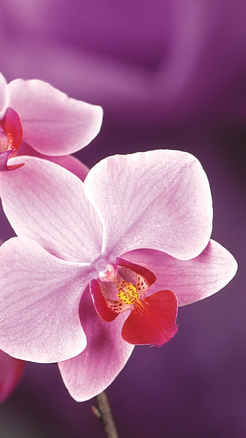 Orchid , 7 Plus, Pink flowers HD phone wallpaper
