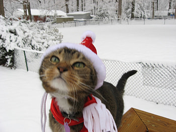 Christmas cat, winter, snow, santa hat, cat, feline HD wallpaper