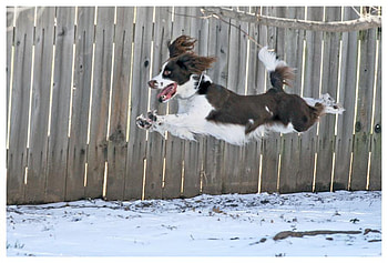 InThe Air, ears, leaping, fence, black and white HD wallpaper