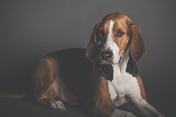 Animals, Dog, Muzzle, Shoot, ession HD wallpaper