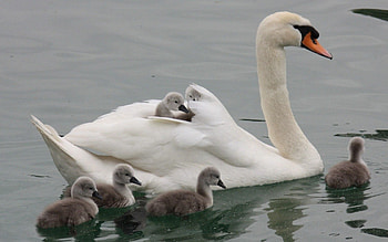 Animals, Water, To Swim, Swim, Swan, Toddlers, Kids HD wallpaper