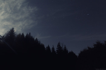 Trees, Night, Dark, Starry Sky, Darkness HD wallpaper