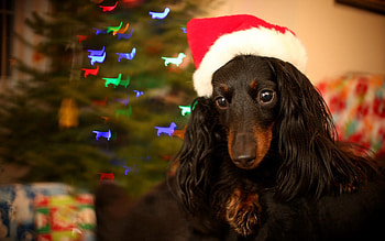 Animals, Dog, Muzzle, Sight, Opinion, Cap HD wallpaper