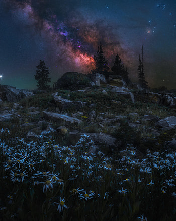 Trees, Night, Camomile, Rocks, Dark, Nebula HD phone wallpaper