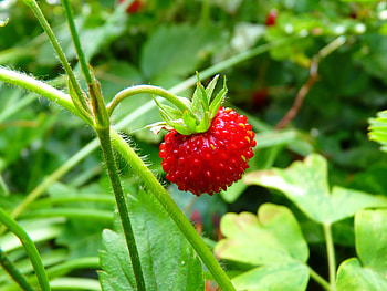 Food, Leaves, Berry, Ripe, Wild Berry, Forest Berry HD wallpaper