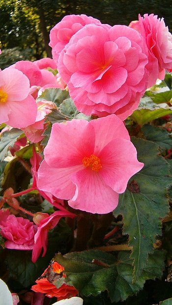 Begonia, Pink Flower HD phone wallpaper