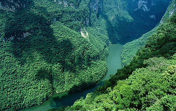 Forest, beautiful, nature, green HD wallpaper