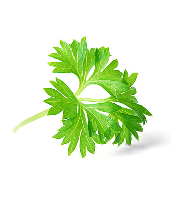 Parsley herb, Shop Selo, Fresh and fragrant, High-quality selection HD phone wallpaper