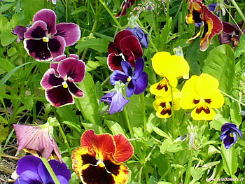 pansies, colourful, flowers, spring HD wallpaper