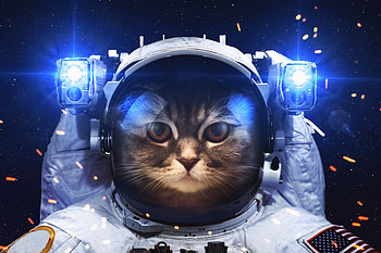 Astronaut Cat, astronaut, cat, space, animals HD wallpaper
