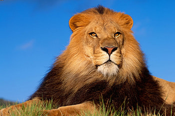 LION, KING, WILD, ANIMAL, CAT HD wallpaper