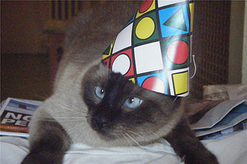 Birtay, cats, cute, animals HD wallpaper