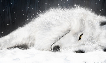 White Wolf, white, black, wolf, fantasy HD wallpaper