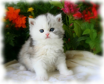 Kitten, cats, kittens HD wallpaper