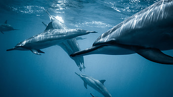 Blue Pod Of Dolphins HD wallpaper