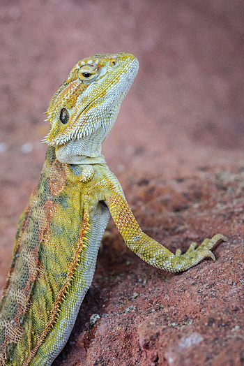 Animals, Rock, Stone, Lizard, Reptile, Iguana HD phone wallpaper