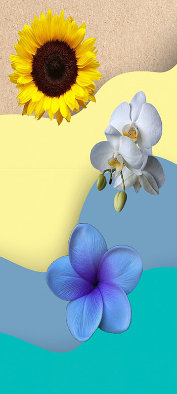 flores, petal, terrestrial_plant HD phone wallpaper