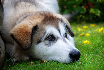 Animals, Grass, Dog, Muzzle, Sadness, Sorrow, Expectation, Waiting HD wallpaper