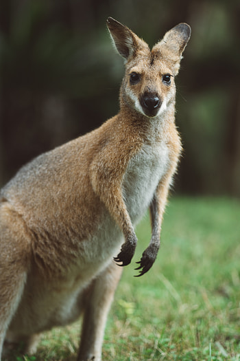Animals, Kangaroo, Sight, Opinion, Animal HD phone wallpaper