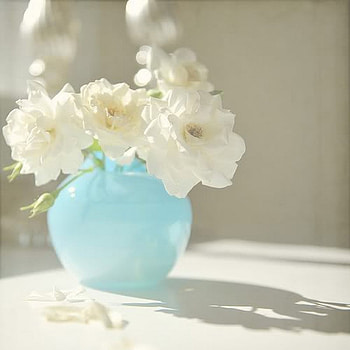 morning light, vase, white, roses, morning HD wallpaper