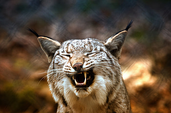 Animals, Iris, Grin, Predator HD wallpaper