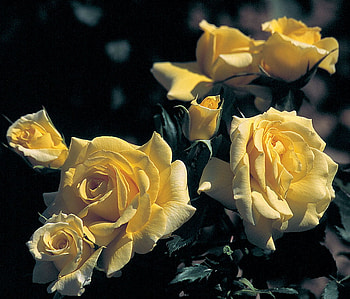 Brilliant roses, sunshine, roses, sunlight, magnificent, summer, brilliant, yellow, sun, forever HD wallpaper