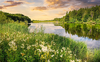 Meadow by Lake, meadow, reflection, calm, lake HD wallpaper