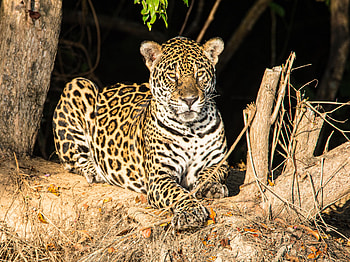 Animals, Leopard, Muzzle, Predator, Big Cat, Stains, Spots, Sight, Opinion HD wallpaper