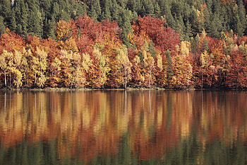 Nature, Rivers, Trees, Reflection HD wallpaper