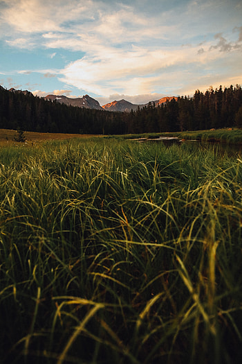Nature, Grass, Mountains, Lake, Forest HD phone wallpaper