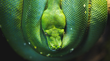 Green tree python, , and mobile, Serpent in ultra HD wallpaper