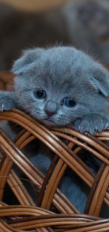 Scottish Fold, Domestic cat, Cute animal, Cat HD phone wallpaper